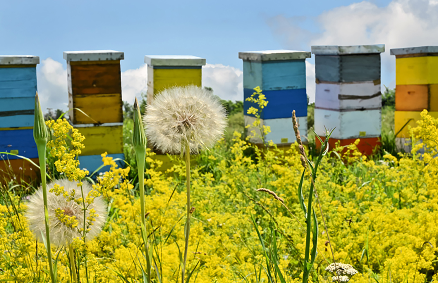 Wild flowers and beehives